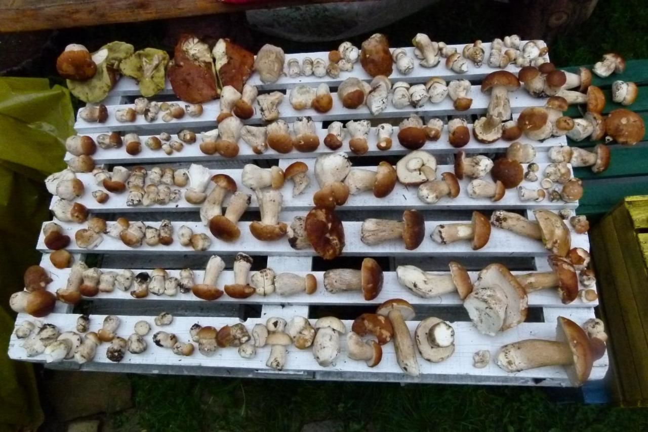Фермерские дома Agroturystyka u Psotki Kużmina-36