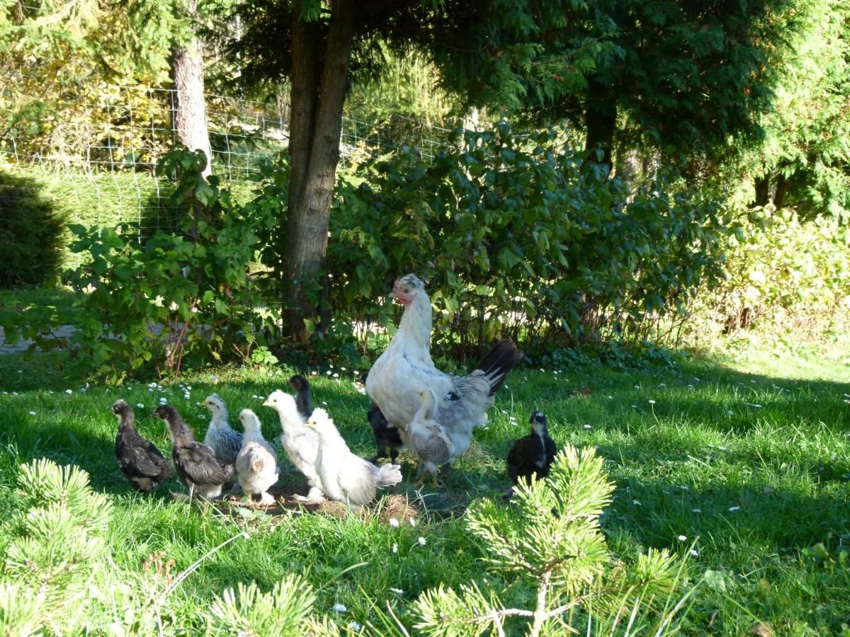Фермерские дома Agroturystyka u Psotki Kużmina-7